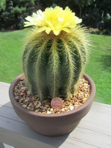 Bill's succulents 011