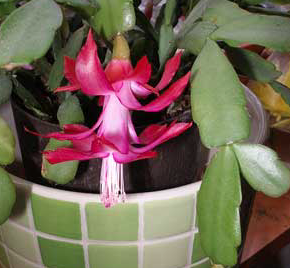 Screen Shot 2017-12-28 at 1.30.18 AM.png