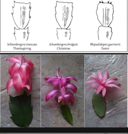 Screen Shot 2017-12-28 at 1.31.24 AM.png