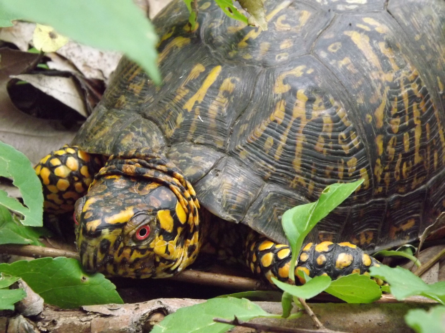 Eastern Box Turtle ( Terrapene carolina carolina ) -&nbsp; I've been hoping to photograph a Box Turtle pretty much since I bought my camera... so it's kinda funny that it's taken me almost four years to happen upon one. &nbsp;This was a pretty large specimen and I've read they can live for anywhere from 50 to 100 years. &nbsp;So in reality, this turtle could be much older than even me...